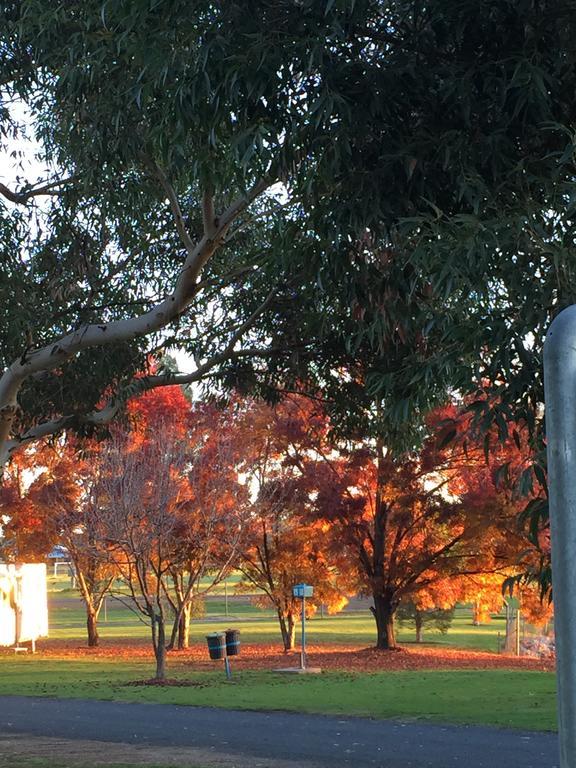 Junee Tourist Park Екстер'єр фото